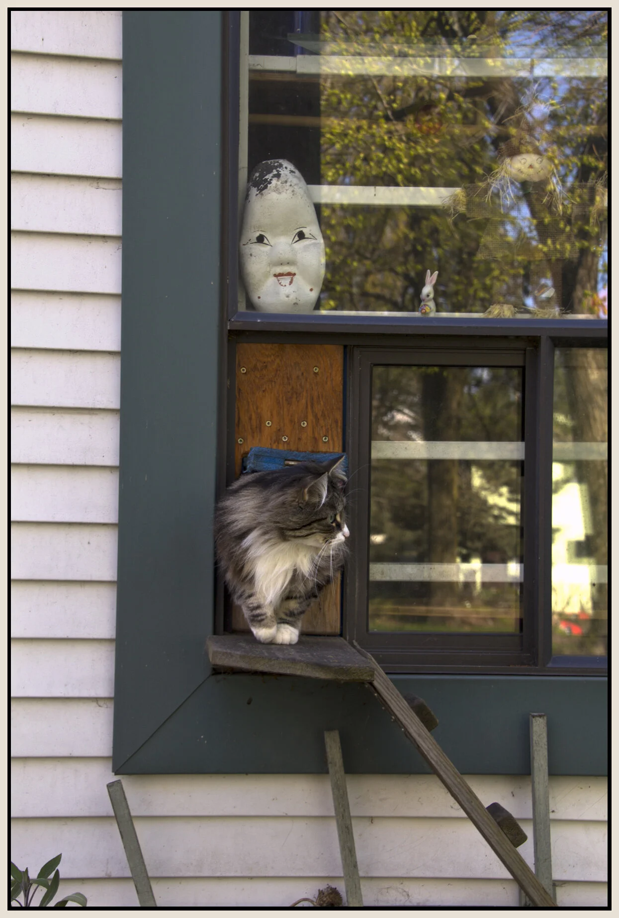 Cat in Window_May 1_2011_3218_4x6s.jpg