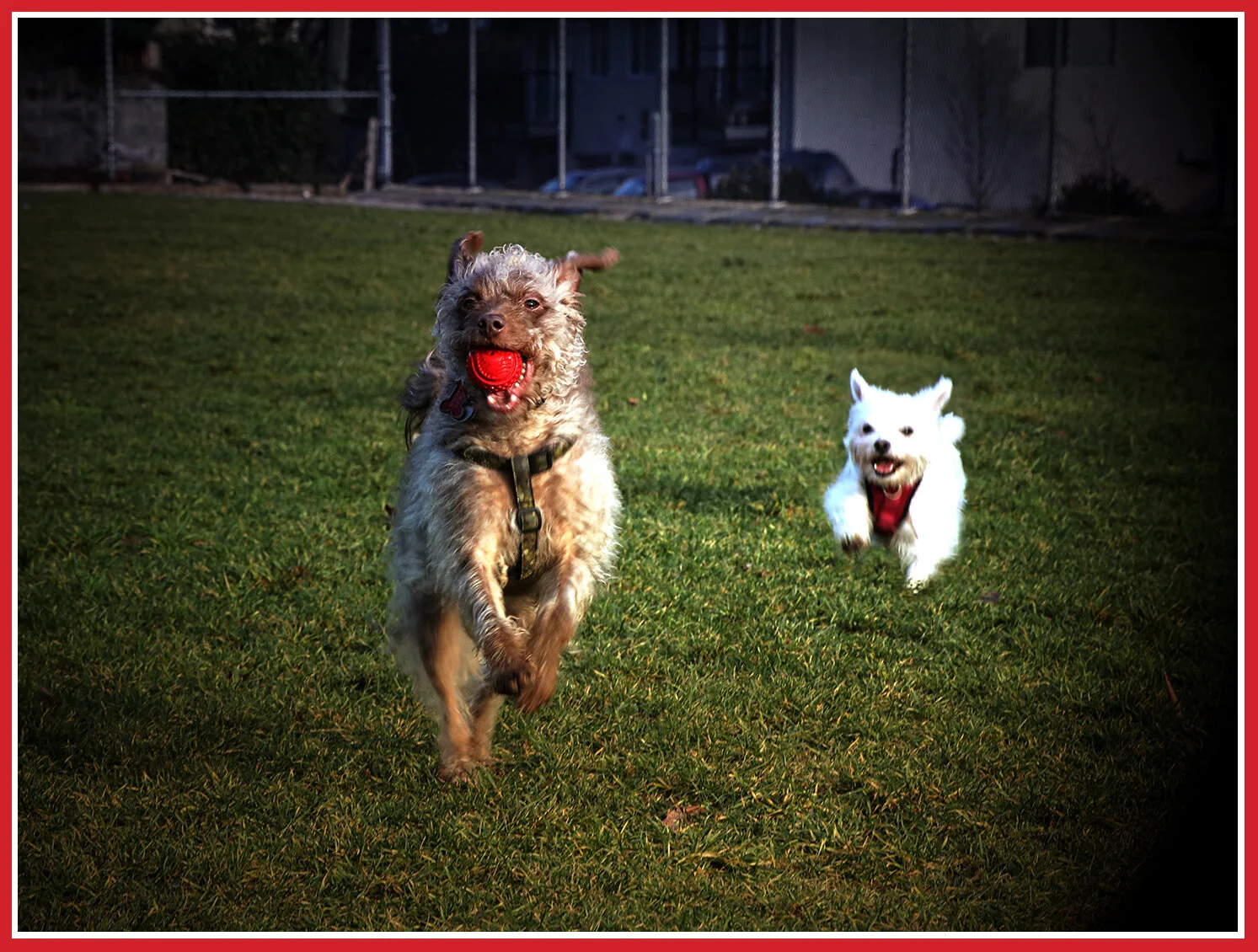 Frances and Pixel_Dec 25_2019_F0148_peSunstLvlC_4x6s.jpg