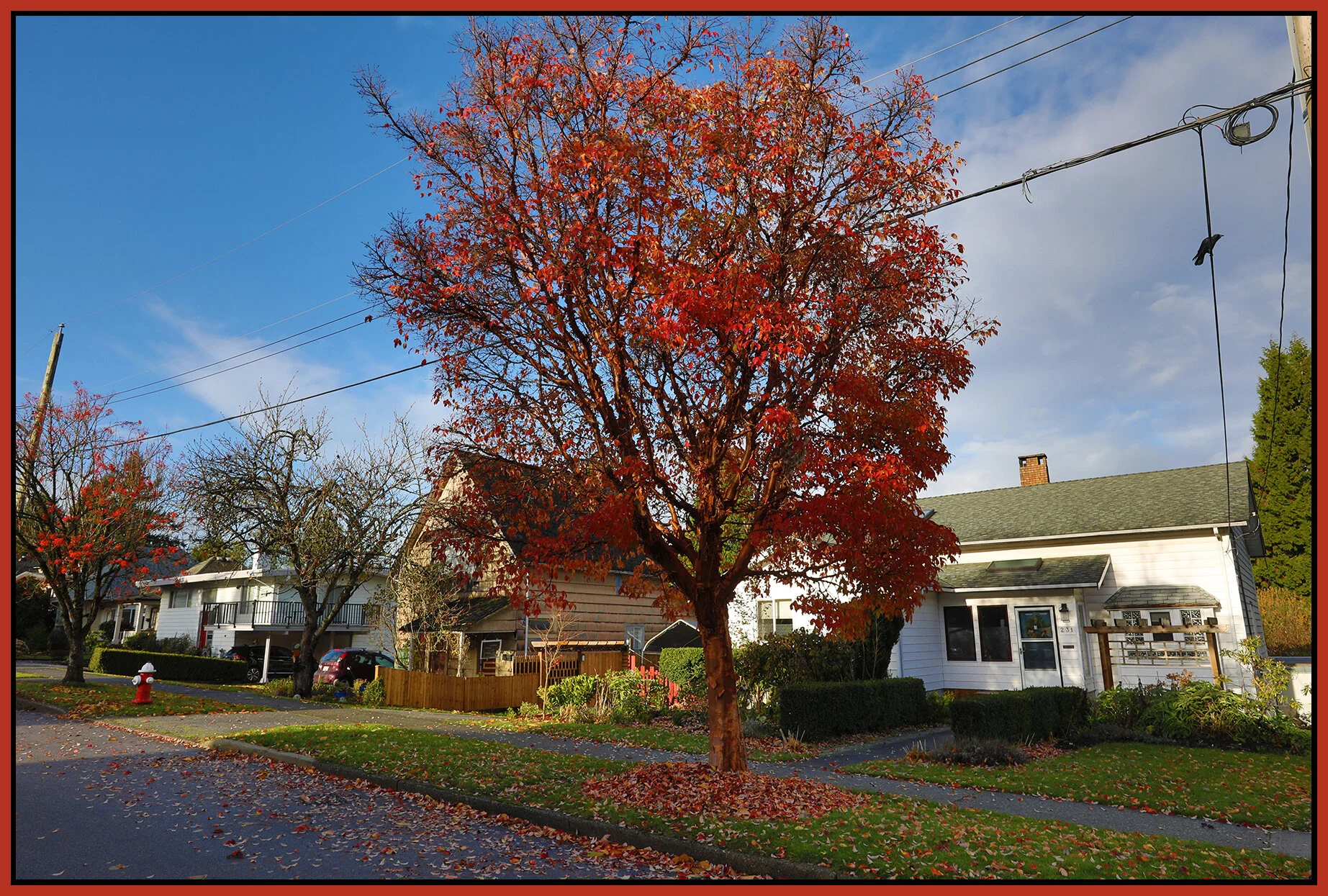 New West Houses & Trees_Nov 15_2020_HDR_4G4772_4x6s.jpg