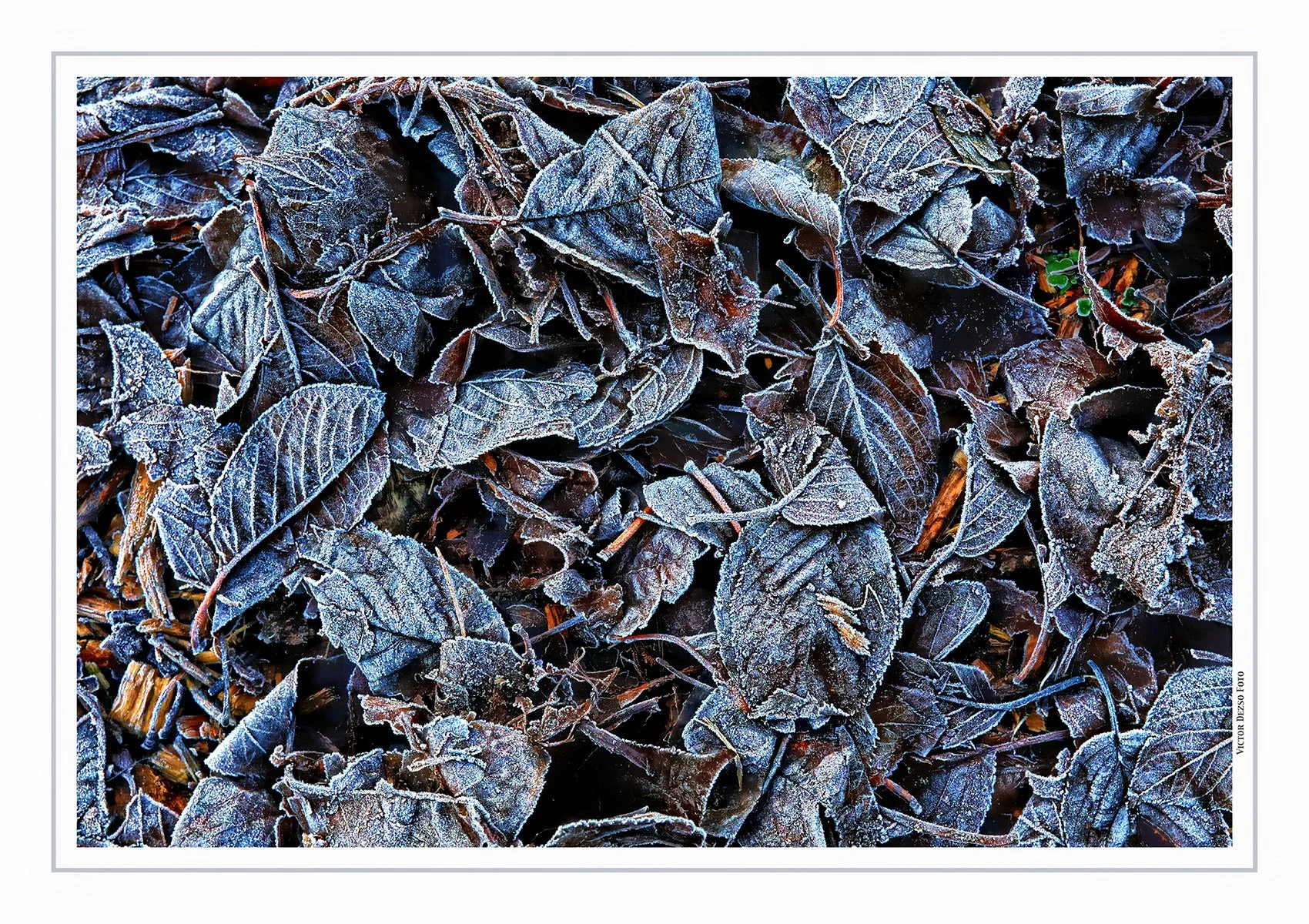 Frosty Leaves_Dec 19_2021_HDR_5A3114_peLc_Hdr2013_4x6.jpg