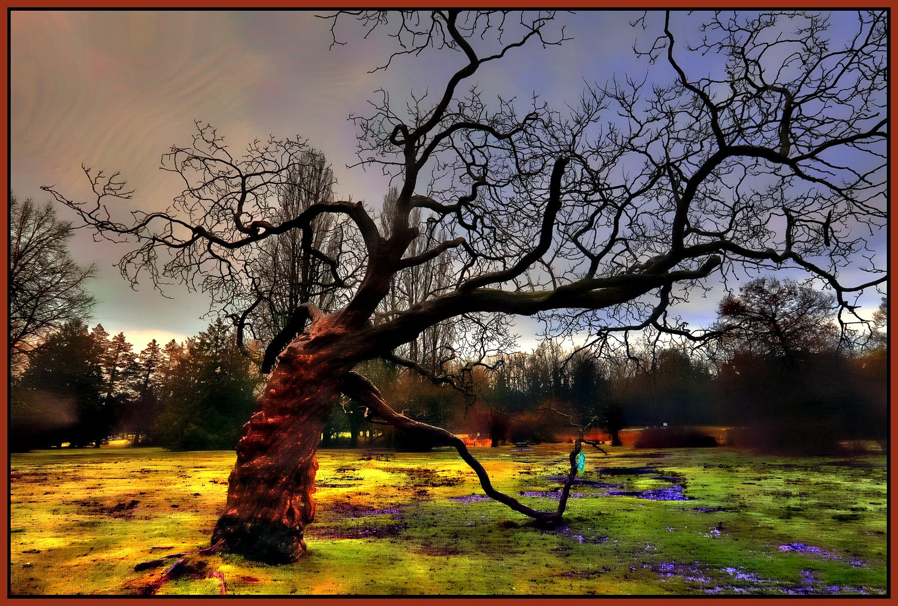 Jericho Park Tree_Feb 4_2026_HDR_4K7842_peHdr2013_PolitRainbow_1_4x6s.jpg