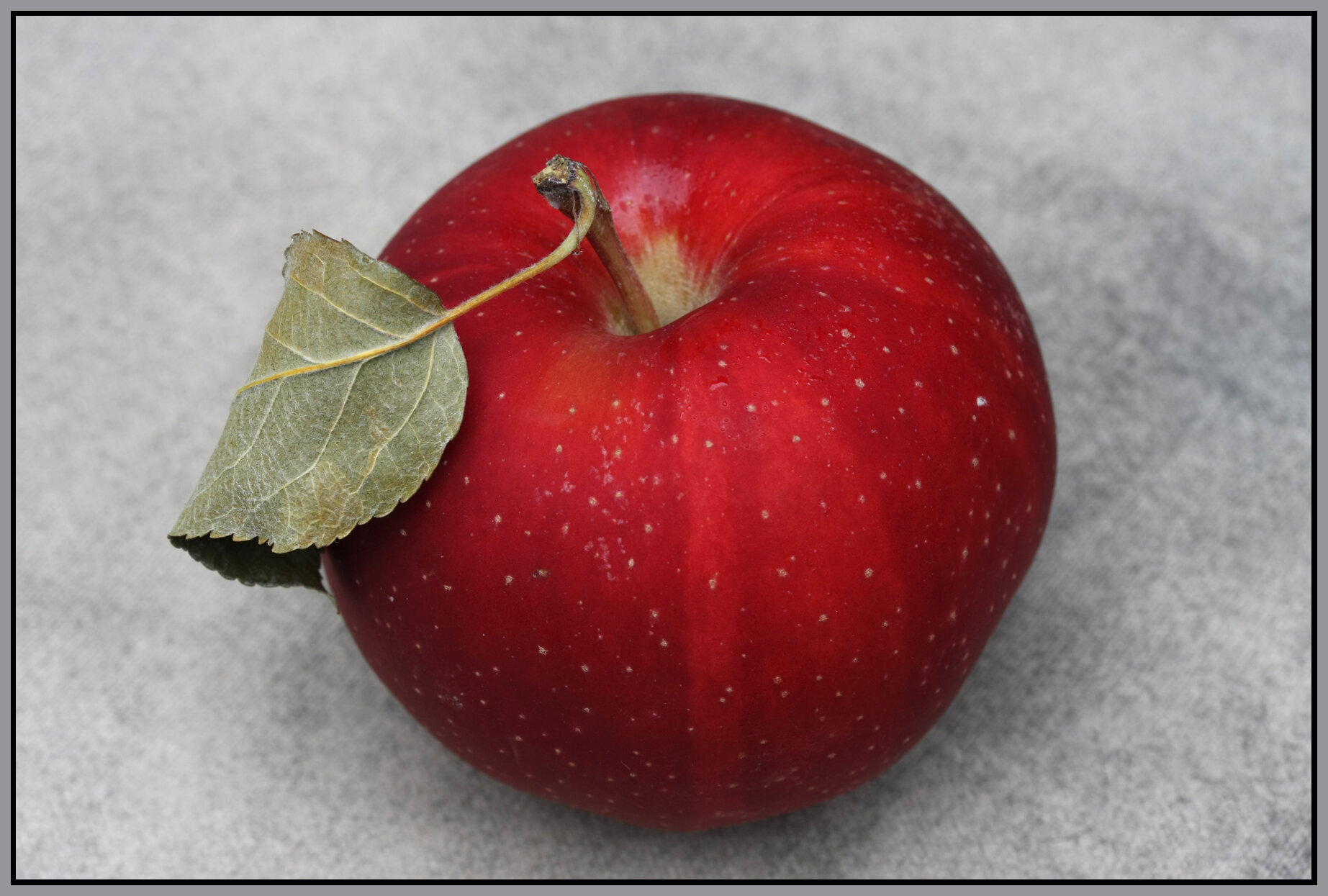 Apple_40D_2051_4x6s.jpg