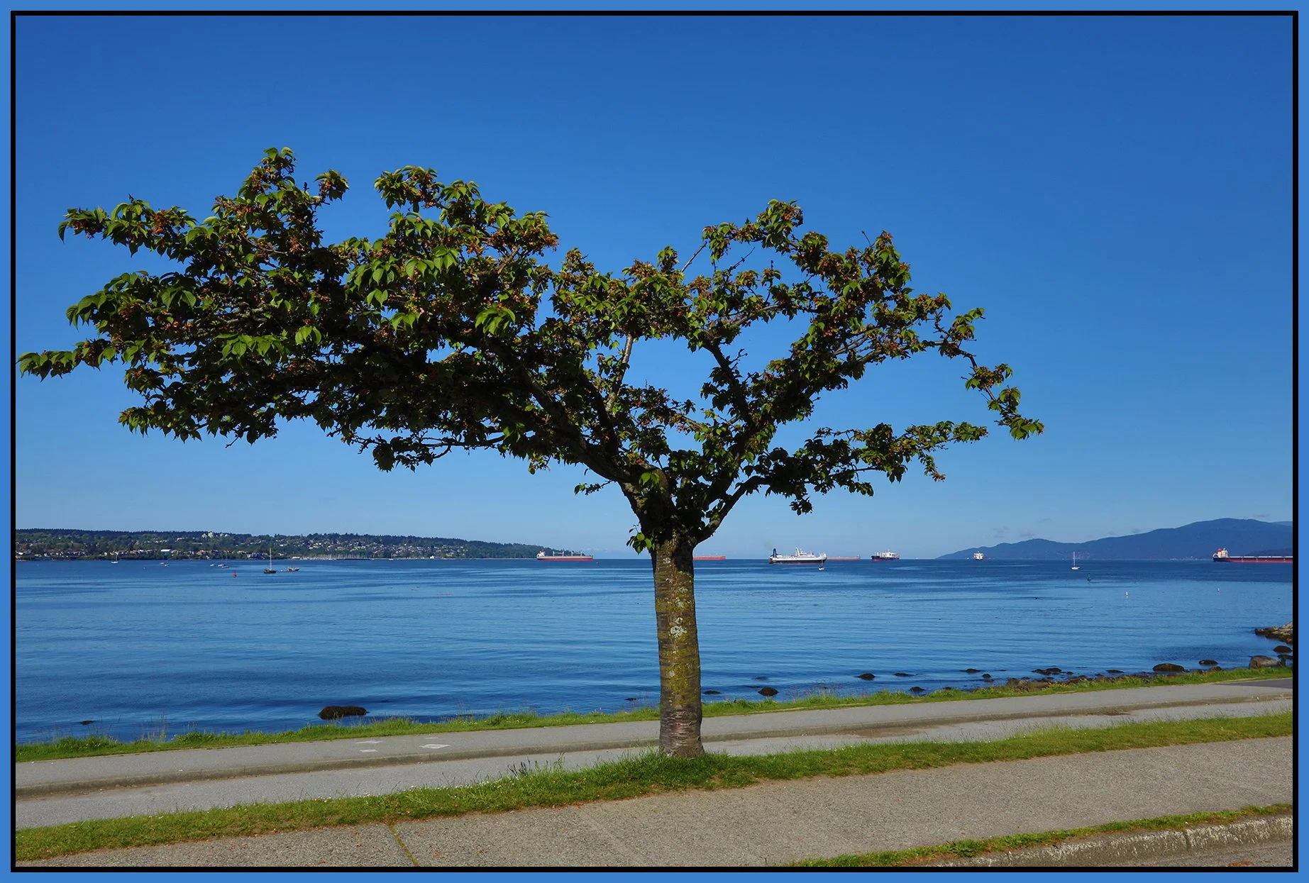 English Bay Tree_May 14_2021_HDR_5A3735_4x6s.jpg