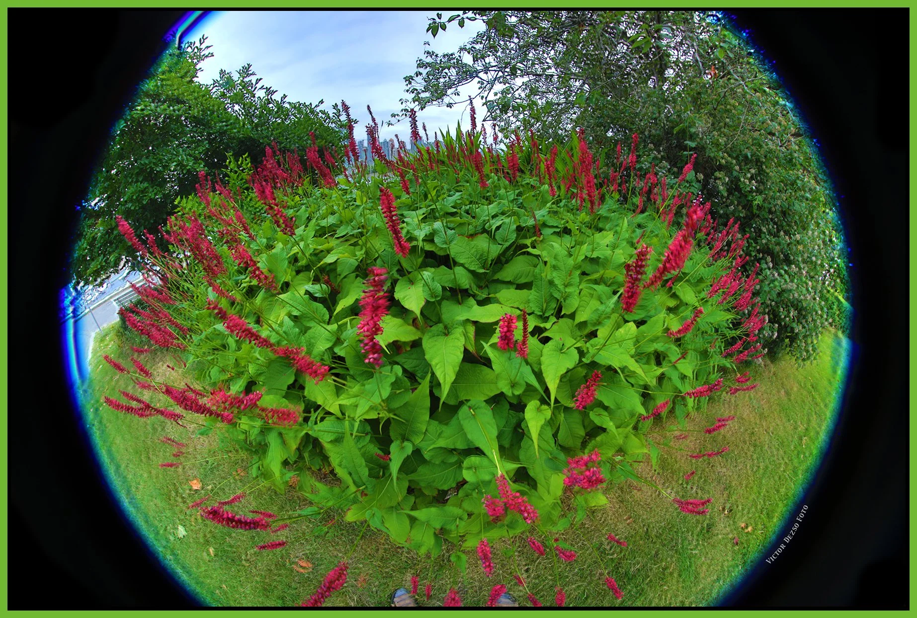 False Creek Flowers_Jul 2_2025_HDR_5F5103_4x6s.jpg