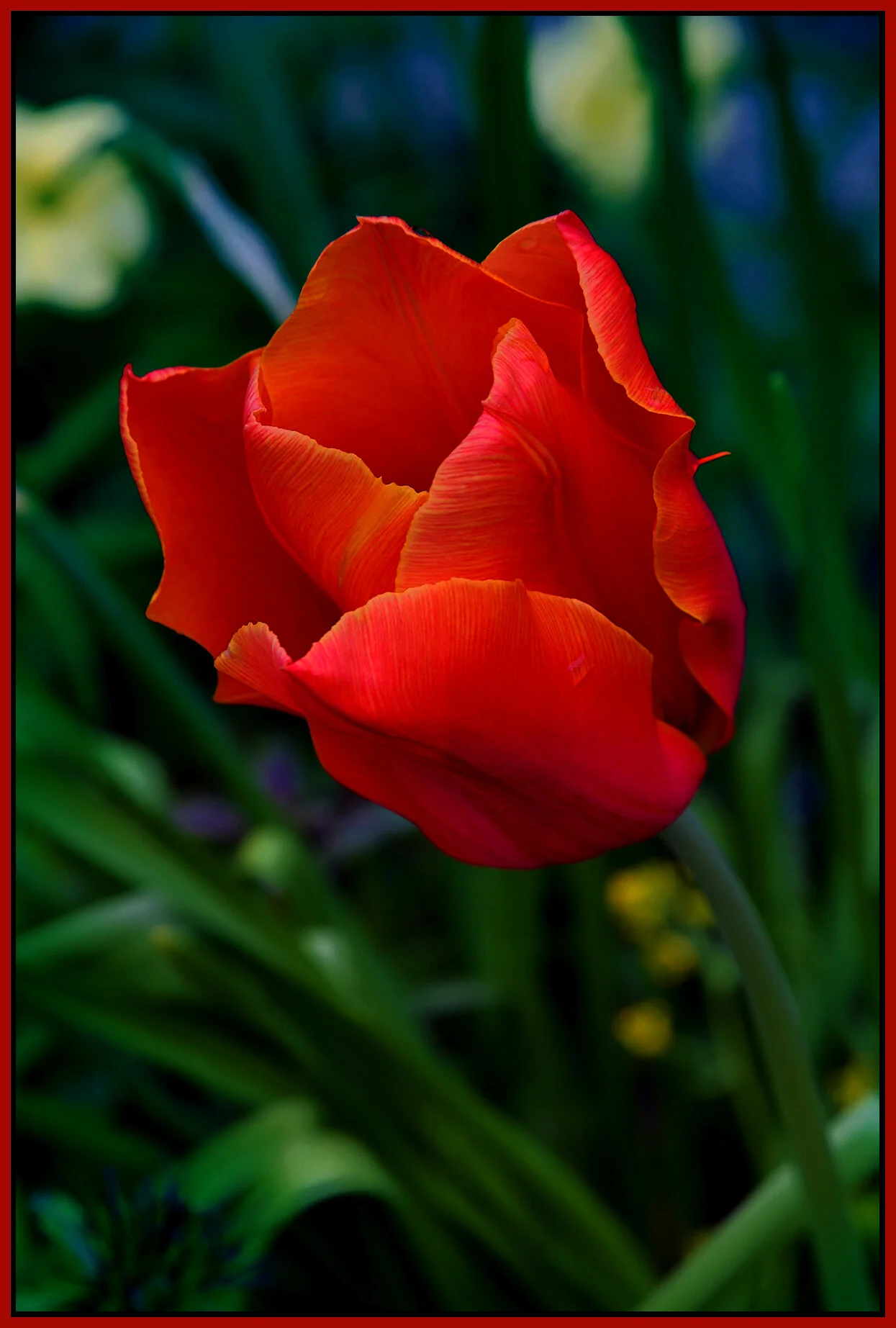 Flowers Tulip_Apr 20_2020_HDR_3B3691_4x6s.jpg