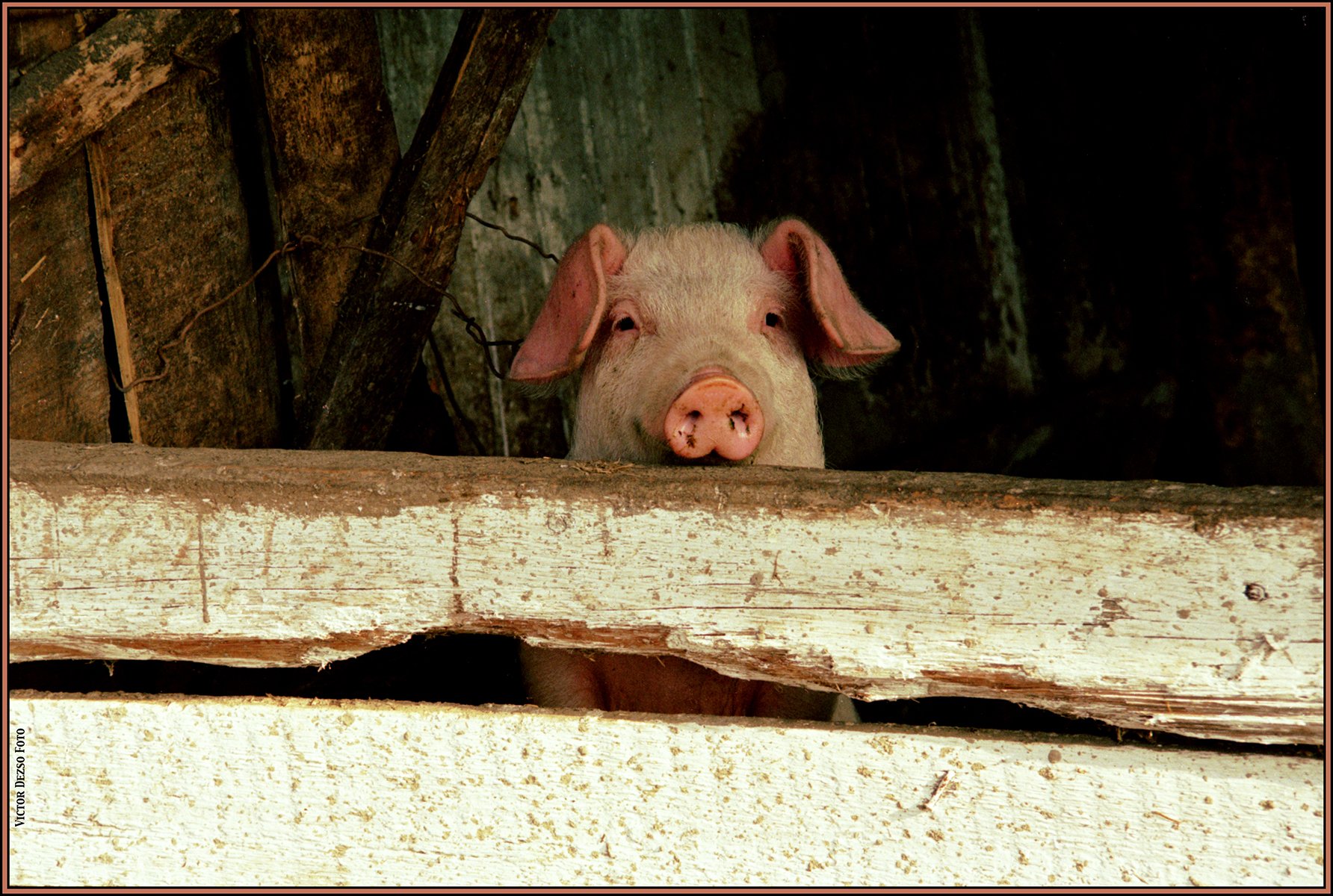 Hungarian Pig_1971_16_4x6s.jpg