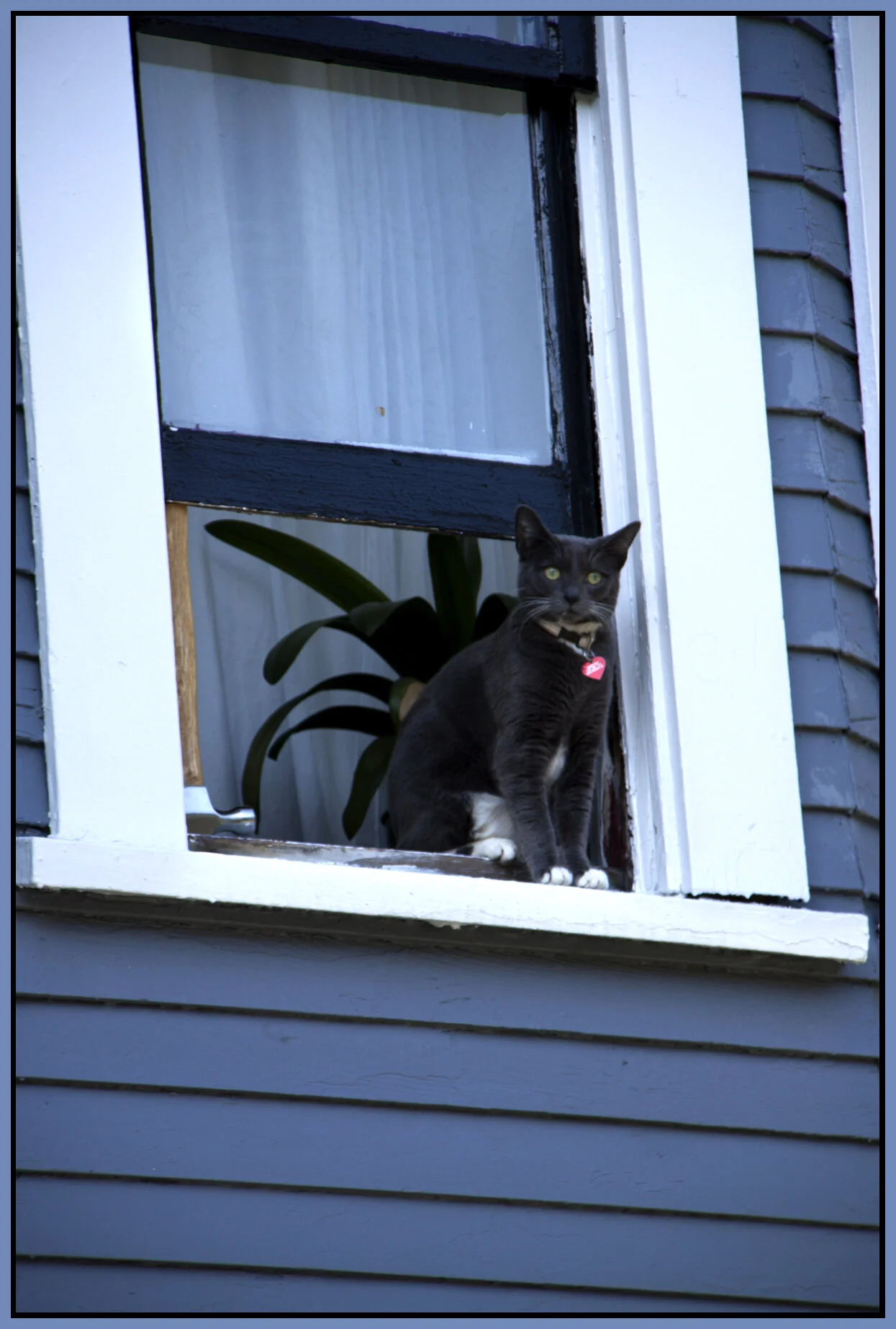Strathcona cat_June 8_2010_5296_4x6s.jpg