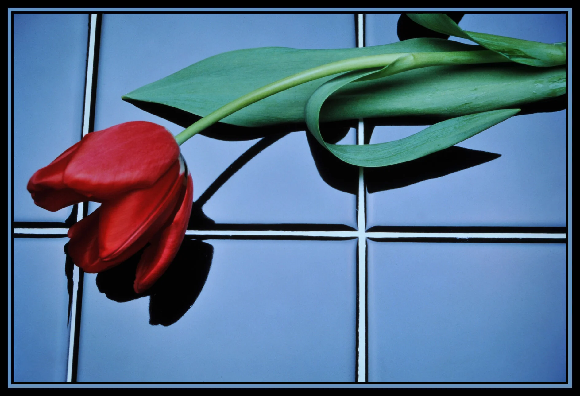 Tulip_80's_9962_4x6s.jpg