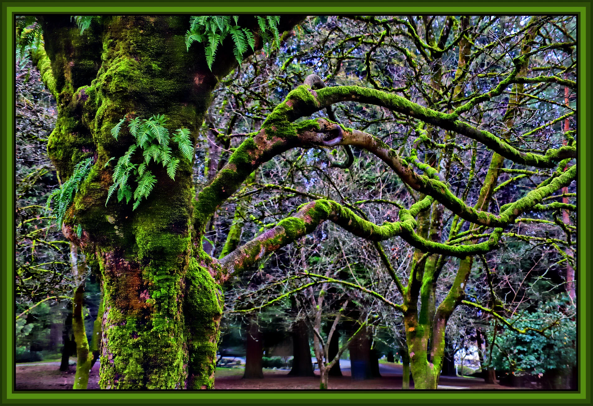 Tipperary Pk Trees_Jan 27_2019_HDR_D5297_peHdr2013_1_4x6s.jpg