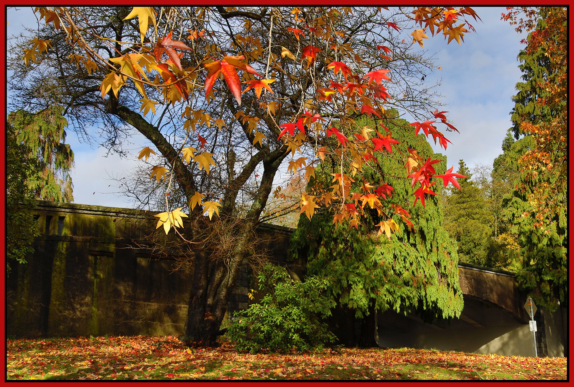 Stanley Park Fall leaves_Nov 12_2023_HDR_4H9013_4x6s.jpg