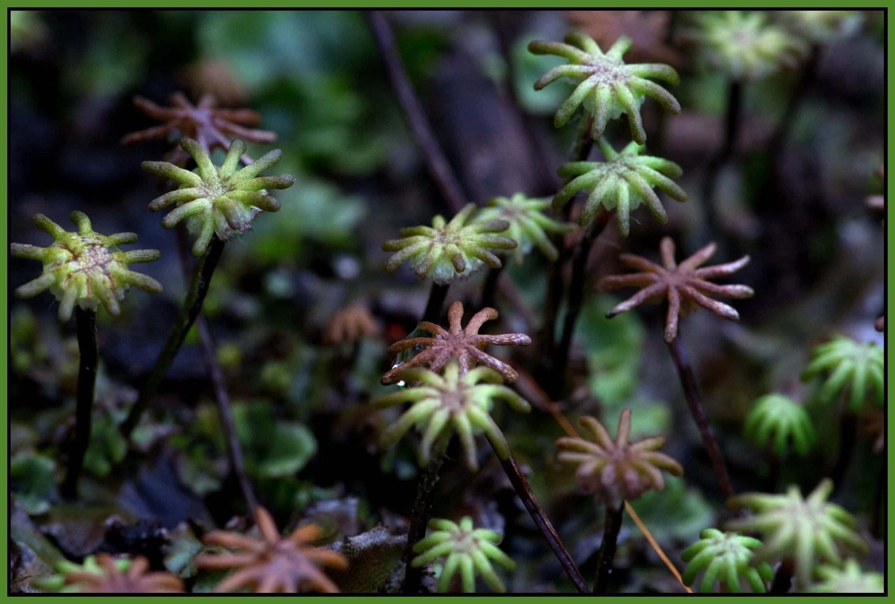 Flowers_Plants_Jun 26_2014_F8197_4x6s.jpg
