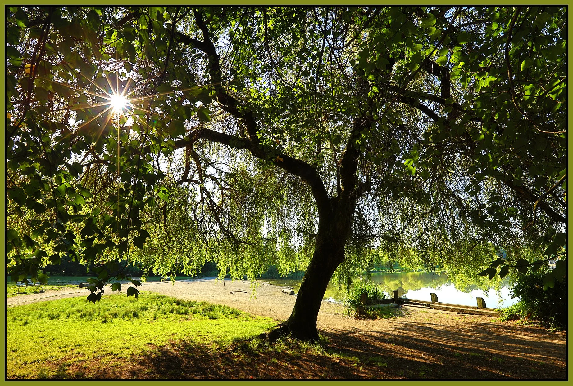 Trout Lake Tree_Jul 29_2022_HDR_5B4022_peS&s_4x6s.jpg