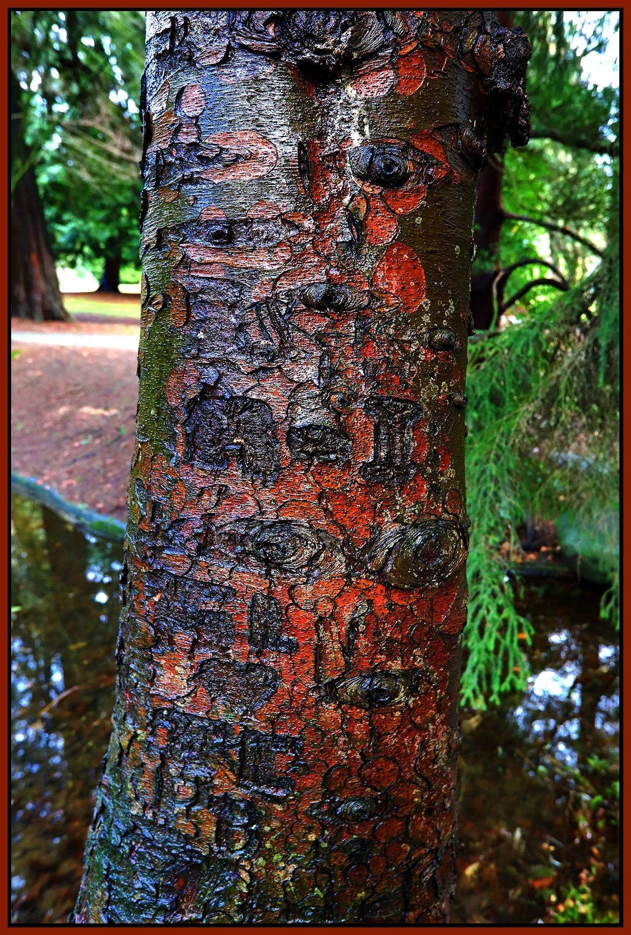 Tipperary Pk Tree New Westminster_Jan 13_2022_HDR_4G6076_4x6s.jpg