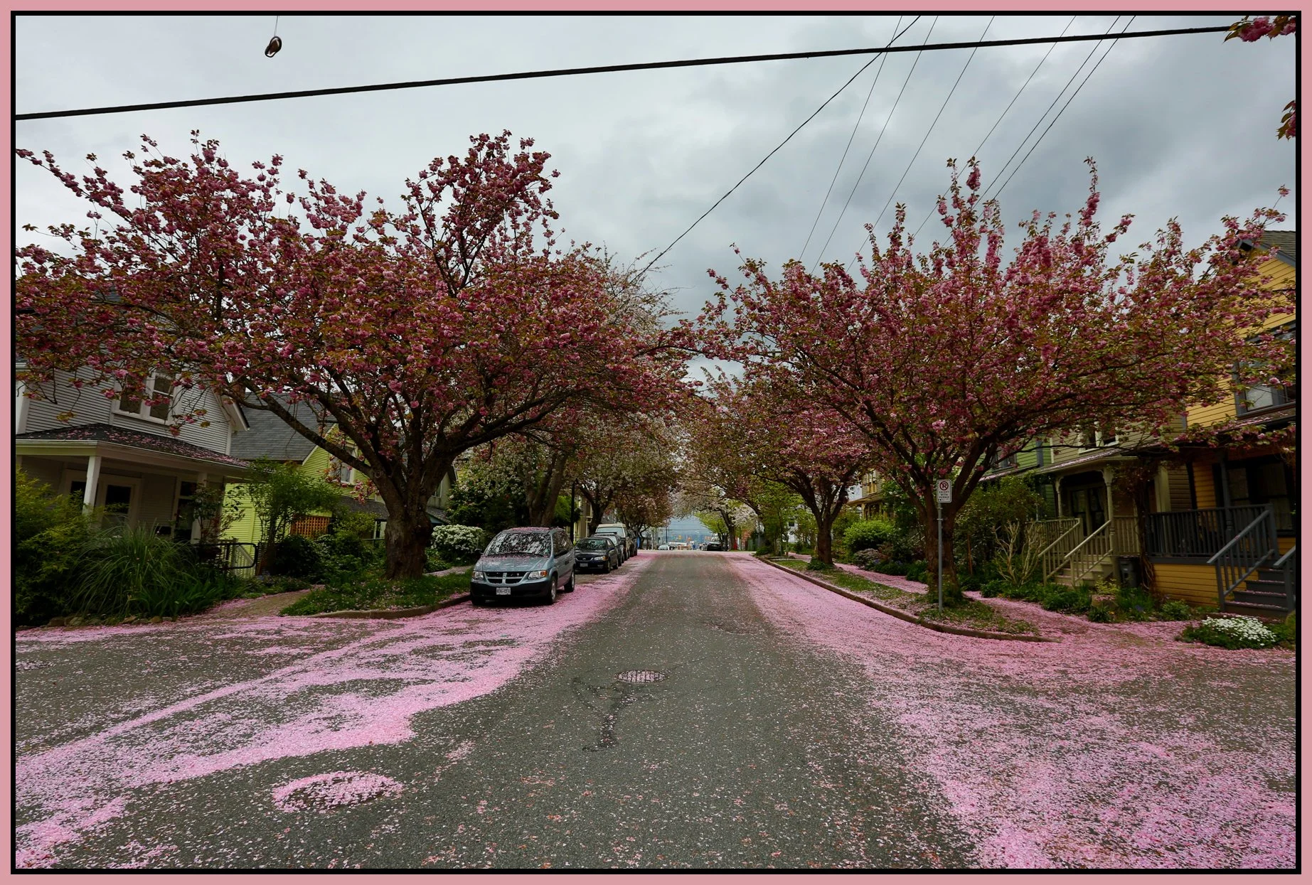 Strathcona Hawks Trees_Apr 12_2016_HDR_K9843_4x6s.jpg