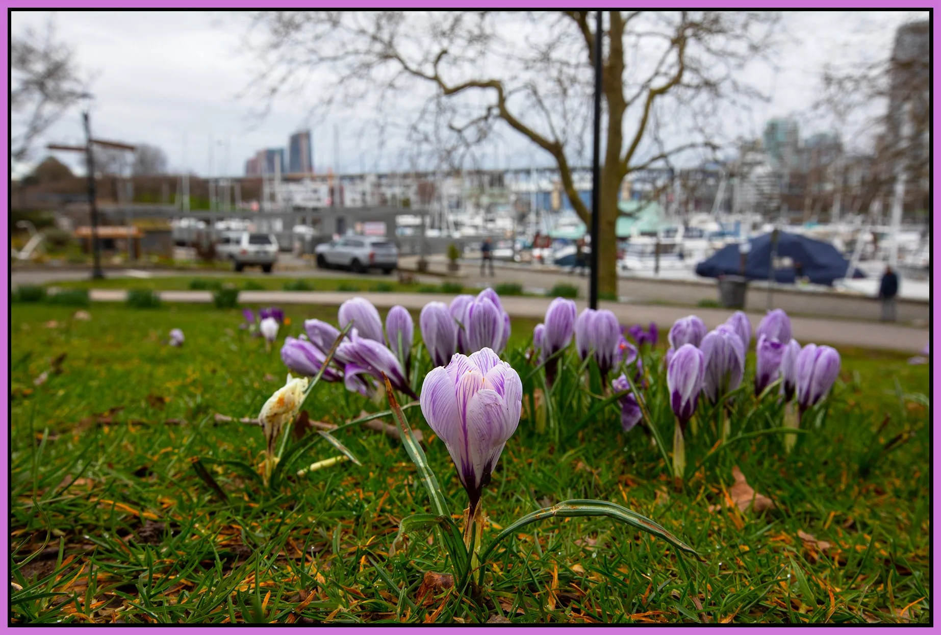 Charleson Park Crocuses_Mar 4_2026_HDR_4K9380_4x6s.jpg