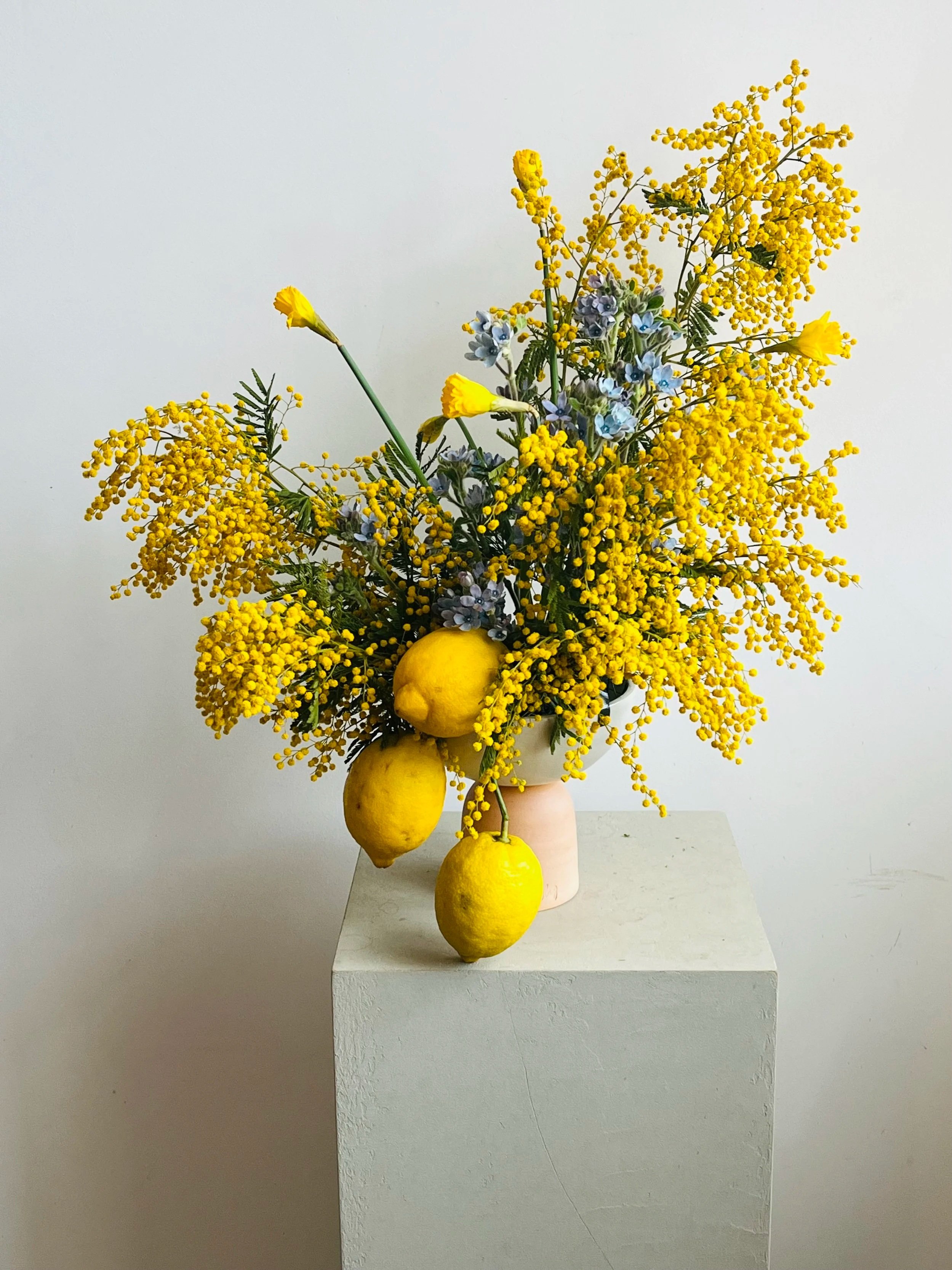 Mimosa+%26+Lemons.jpg
