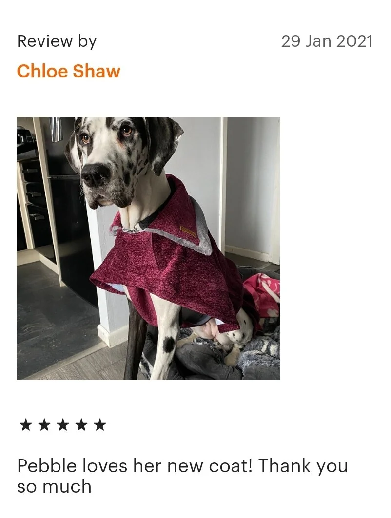 Great Dane wearing a maroon coat in a kitchen, with a review from Chloe Shaw.