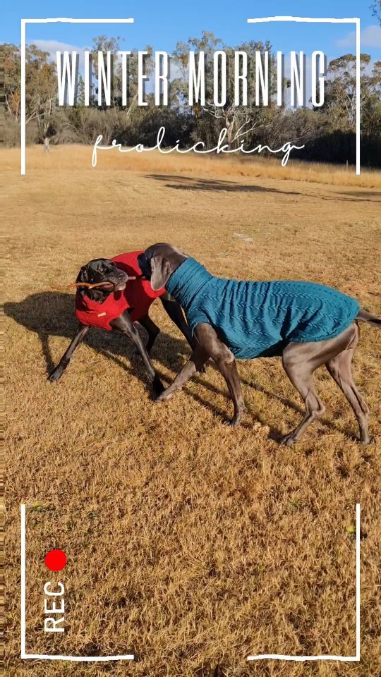 Core memory : frolicking in the winter morning sun ππΎπ
.
.
.
.
#greatdanes #zoomies #happiness #wintermorning #dogstagram #dogmomlife #greatdanesofinstagram #dogclothes #dogs #holidayswithdogs #dogreel #thesimplethings #happydoghappylife #weekendg