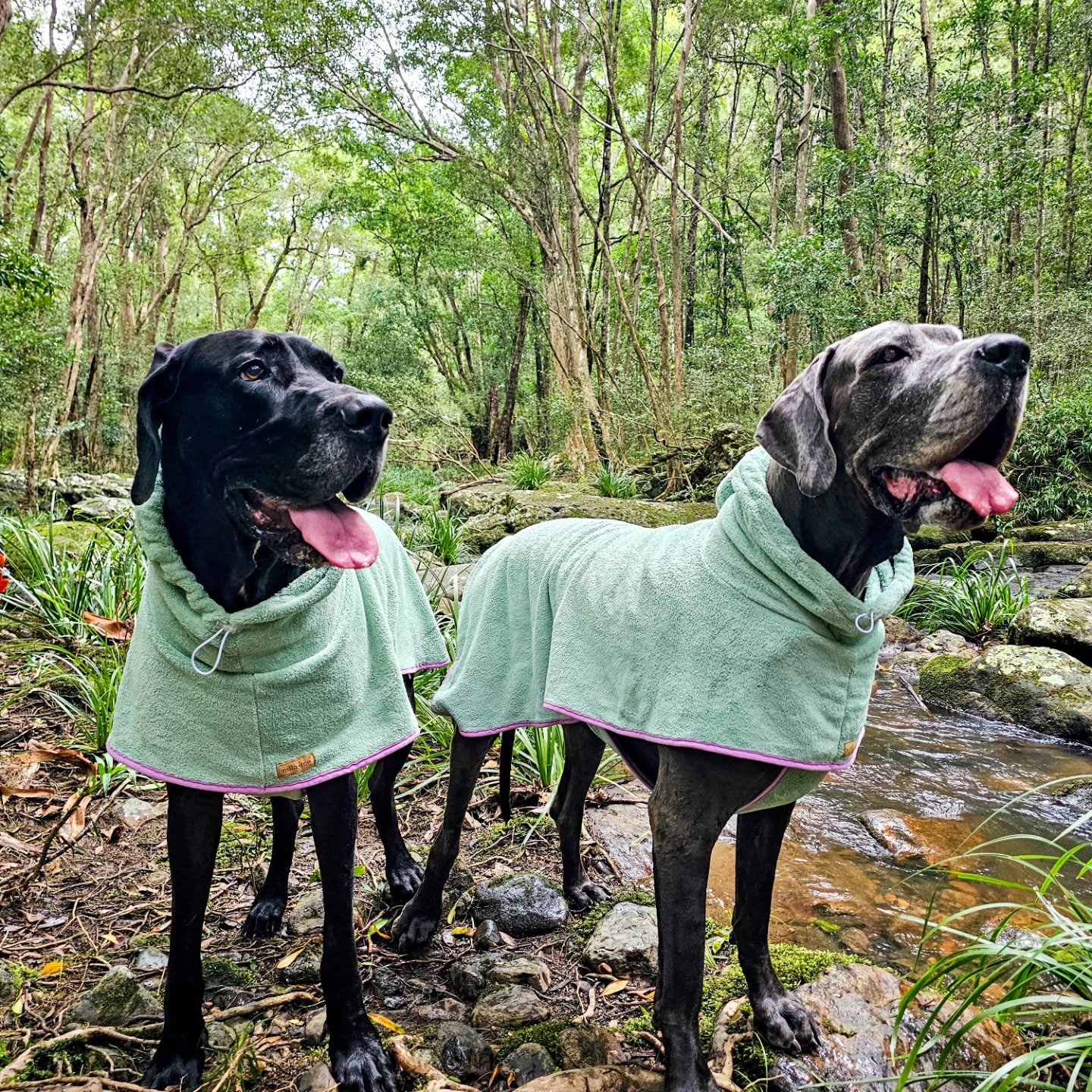 Catch up of life lately ✨️
#livingourbestlife #greatdanes #greatdanesofinstagram #dogstagram #dogmomclub #dogmomlife #dogmum #dogsofaustralia #happyhumpday🐫 #happydoghappylife #itsthesimplethings #floofoftheday #furbabies #girlgang #dogclothes