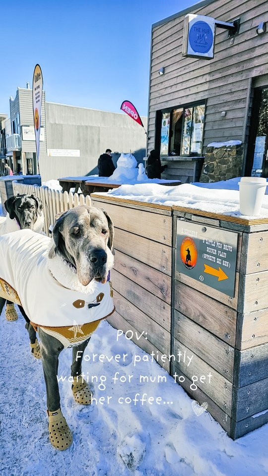 POV : forever patiently waiting for mum to get her βοΈ π
.
.
.
.
.
#coffeerun #dogmomlife #dogstagram #greatdanes #dogclothes #dogreel #dogoftheday #floofoftheday #greatdanesofinstagram #sweaterweather #goodestgirls