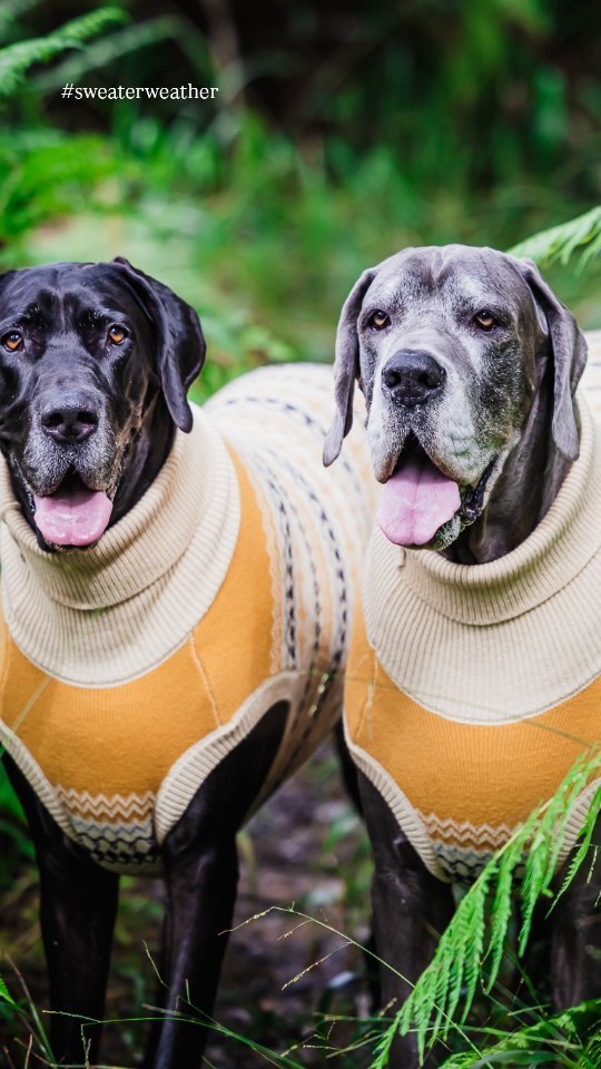 Sweater weather is upon us! Temps have certainly plummeted in our little corner of the worldπ‘βοΈ
#lookgoodfeelgood πΆπ
.
πΈ @picture.the.moment
.
Wearing our luxurious knitted OSLO jumper, designed especially for Great Danes π
π www.mila-me.com (