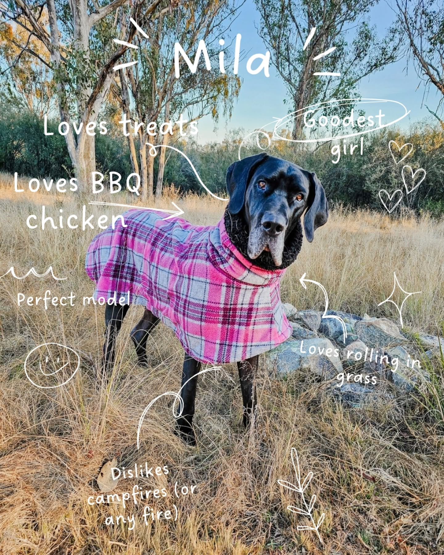 Hi π get to know a little about us πππ‍βοΈπ‍βοΈ
.
Does your π have any unusual 'dislikes', like us? π
.
#pawrents #furfamily #dogmomlife #dogdadsofinstagram #greatdanes #greatdanesofinstagram #dogsofaustralia #dogsofaustralia #doglifeπΎ
