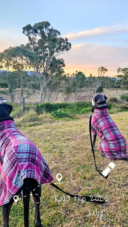 Family π‍βοΈπ‍βοΈπΆπΆ road trip 2025 : day 1!
.
.
.
.
#travellingwithdogs #roadtrip #holidayingwithdogs #greatdanes #greatdanesofinstagram #dogstagram #dogmomlife #dogclothes #dogreel #dogfriendly