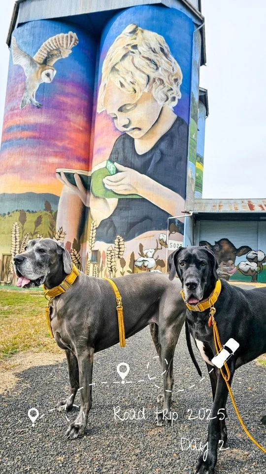 Family π‍βοΈπ‍βοΈπΆπΆ road trip 2025 : day 2
.
.
.
#greatdanes #dogreel #holidayingwithdogs #roadtripwithdogs #dogmomlife #dogstagram #dogoftheday #dogsofaustralia