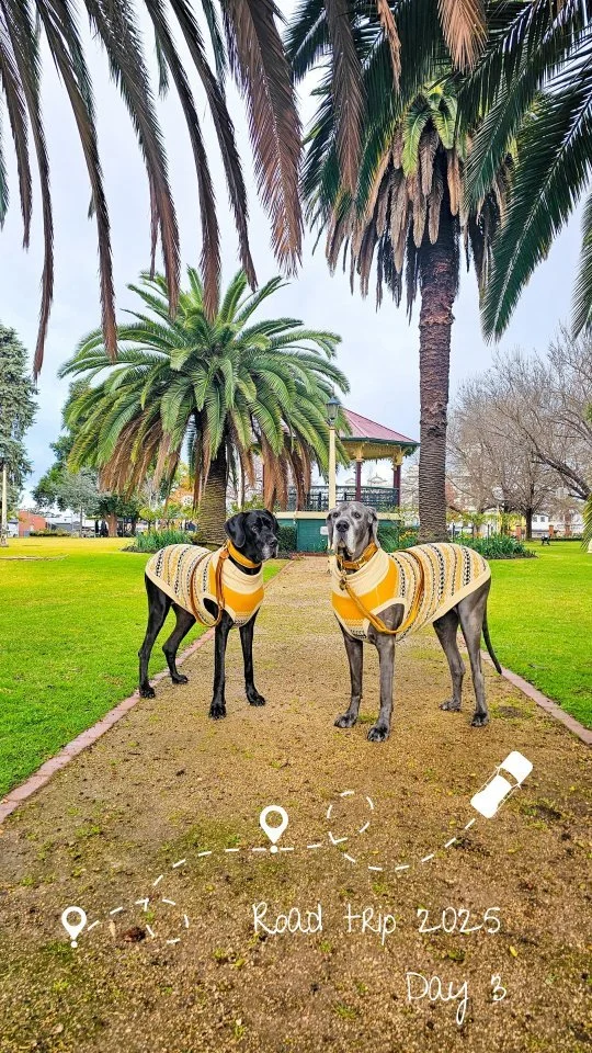 Hitting the open road again... π΅ day 3 of our adventure, new sights and sniffs galore
#holidayingwithdogs #roadtripwithdogs #dogmomlife #greatdanes #dogclothes #dogreel #dogstagram #dogreel #dogsofoz