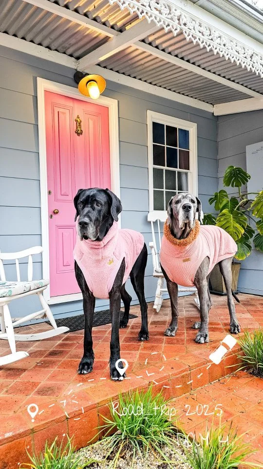 The journey is just as important as the destination π enjoying every moment as we make our way to the snow! ...
.
.
.
#greatdanes #dogfriendly #dogsofoz #holidayingwithdogs #roadtrip #dogmomlife #goodestgirls #dogclothes #greatdanesofinstagram #sno