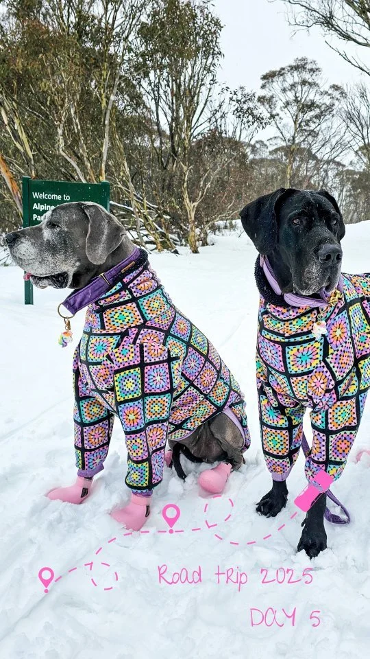 Chasing snowflakes + making memories ππΎπΆ
.
.
.
.
#greatdanes #dogmomlife #dogstagram #dogclothes #dogreel #snowdog #holidayingwithdogs #roadtripwithdogs #greatdanes #greatdanes dogfriendly #bigdogsofinstagram