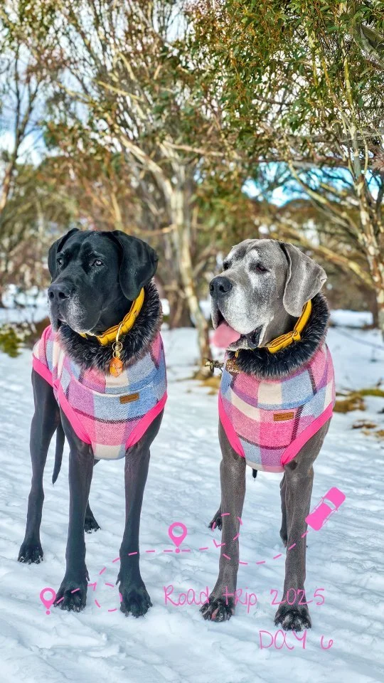 And that's a wrap for day 6: adventures, sniffs, snowflakes, and snoozes
.
.
.
#travellingwithdogs #roadtripwithdogs #dogmomvibes #greatdanes #greatdanesofinstagram #dogstagram #dogreel #dogoftheday #goodestgirls #dogfashion