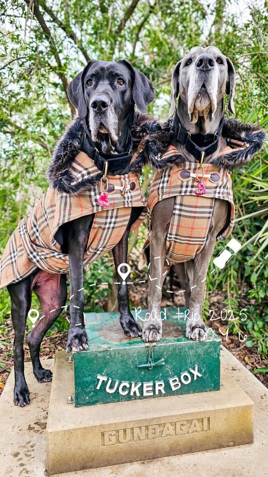& just like that its time to roll out... new sights, new smells making our way home πΎ π§
#holidayingwithdogs #roadtripwithdogs #dogsofoz #greatdanes #greatdanesofinstagram #bigdogsofinstagram #dogmomlife #dogdadsofinstagram #dogfashion