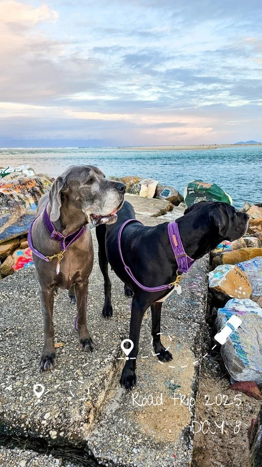 A big day on the road today, heading home! π§ had us cozying up in the π for some much needed Z's π
, did enjoy sniffing our way around some new places
.
.
. #dogmomlife #holidayingwithdogs #roadtripwithdogs #greatdanes #dogoftoday #greatdanesofinst