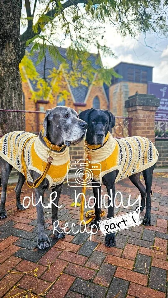 Wanna drive 1400km+ to take the dogs to the snow? Sure, why not?! π€·‍βοΈ #dogmomlife
Part 1 of our epic roadtrip π to the βοΈ! Qld to Vic, 3 nights, and so much fun! Check out our stops
π Armidale, NSW
π Parkes, NSW
π Chiltern, VIC
All acco