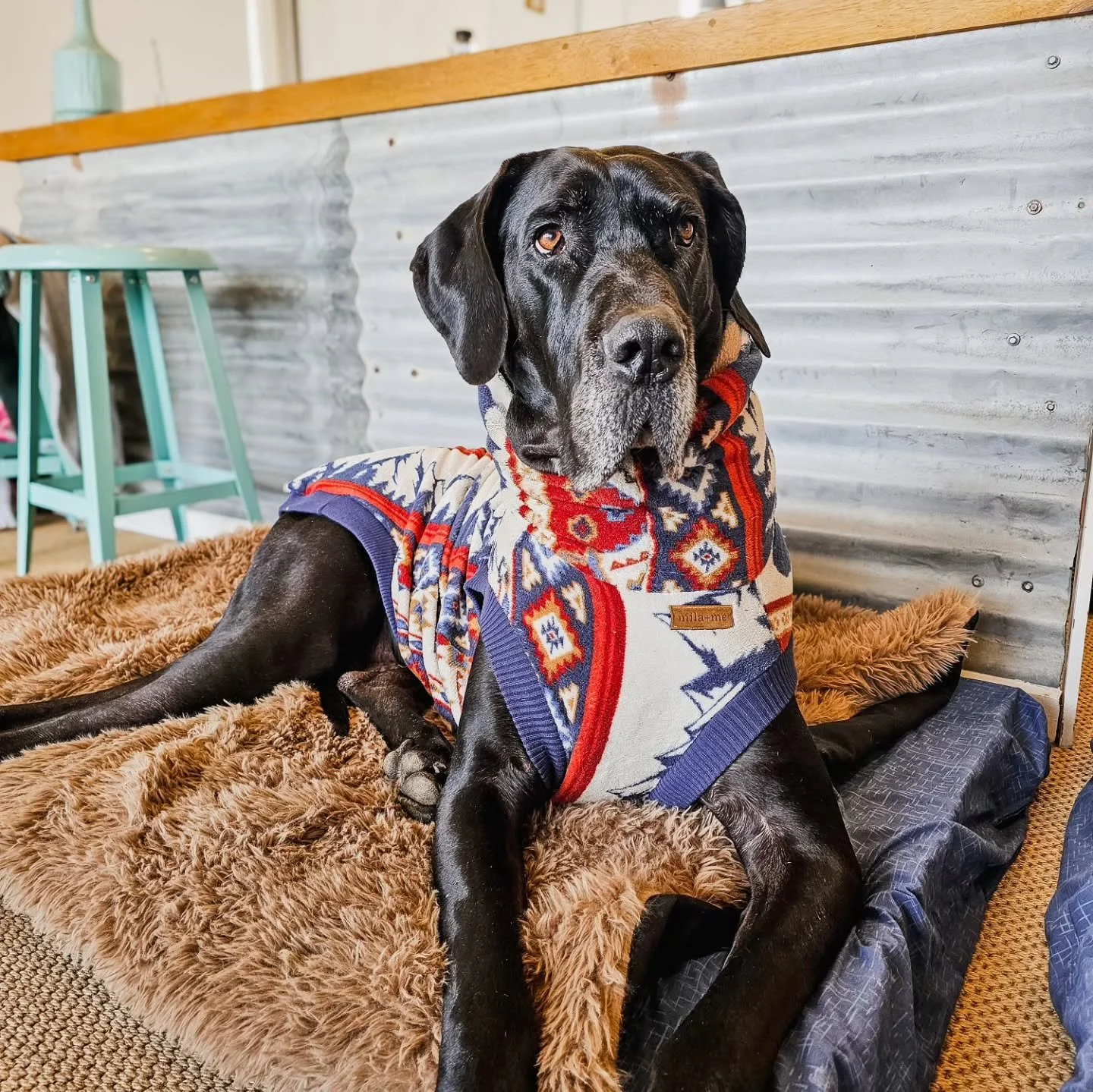 Mountain magic, alpine cabin feels π₯ βοΈ π.... when your outfit matches the vibes βοΈ
.
Our WANDERLUST jumper had us covered from frolicking in the frosty mornings to cozying up by the fire
.
.
#dogslife #greatdanes #dogjumper #happydoghappylife #h