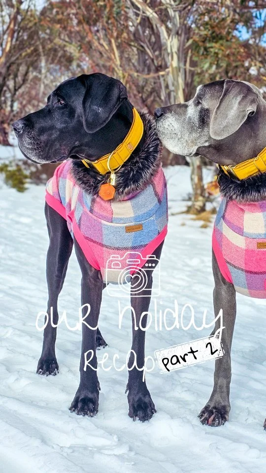 π₯ Part 2 of our holiday recap - all the fun in the βοΈ! We played, napped, and explored! 100% recommend! πΎ
π Cobungra, Omeo (surrounds) & Dinner Plain, VIC. Stay tuned for our trip home recap! π‘
#holidayingwithdogs #greatdanes #dogmomlife #