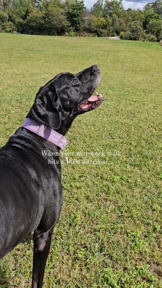 Mila's midweek saunter vibes β¨οΈ π
.
.
.
#chillvibes #greatdanes #dogmomvibes #dogmom #dogreel #dogoftheday #itsthelittlethingsβ€οΈ #happydoghappylife #greatdanesofinstagram
