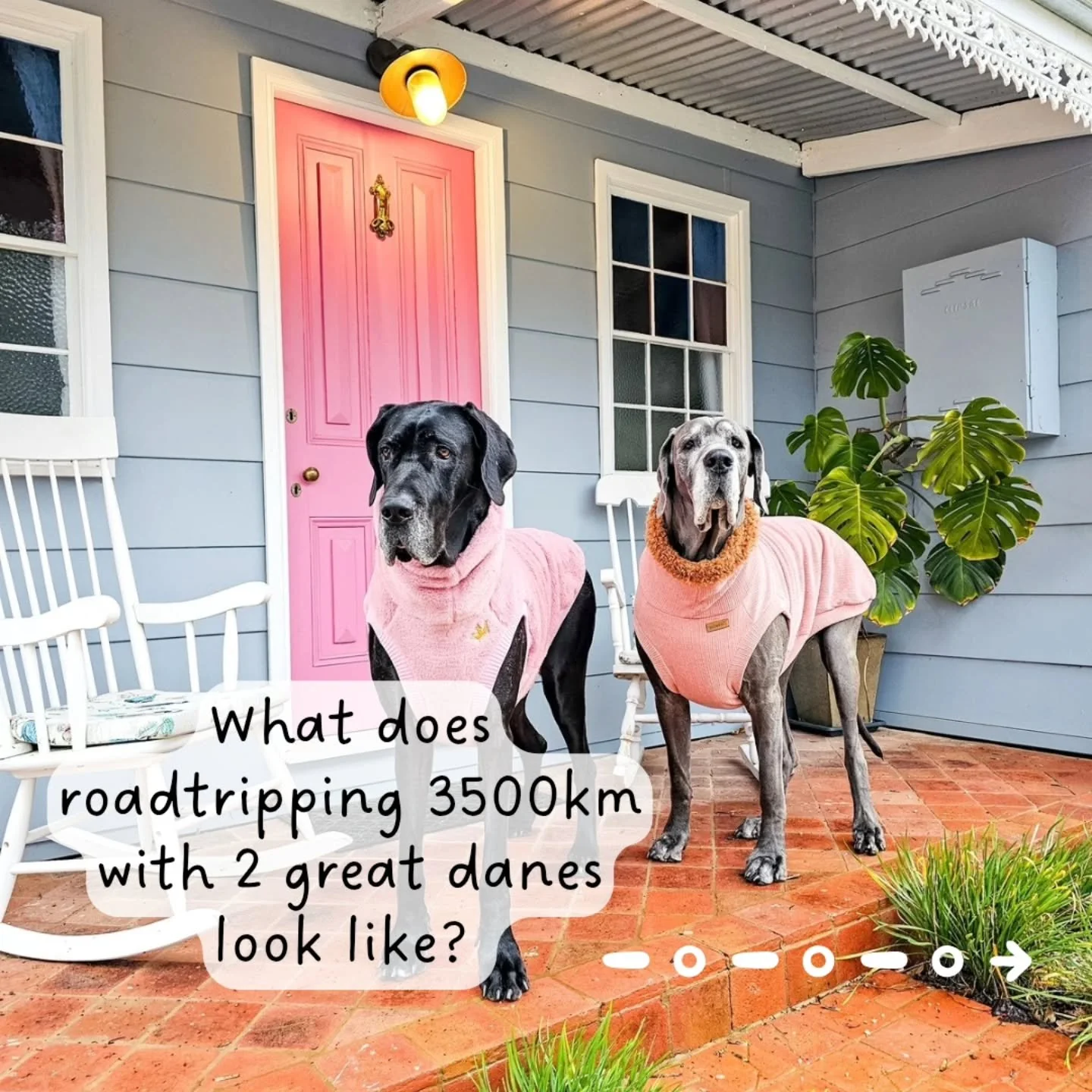 What does roadtripping with 2 great danes look like? 
A little bit (ok a lot!) of driving, many new places to explore, heaps of zoomies and 100% fun! Do we recommend? Absolutely!
#travellingwithdogs #dogmomlife #holidayingwithdogs #greatdanes #dogsof