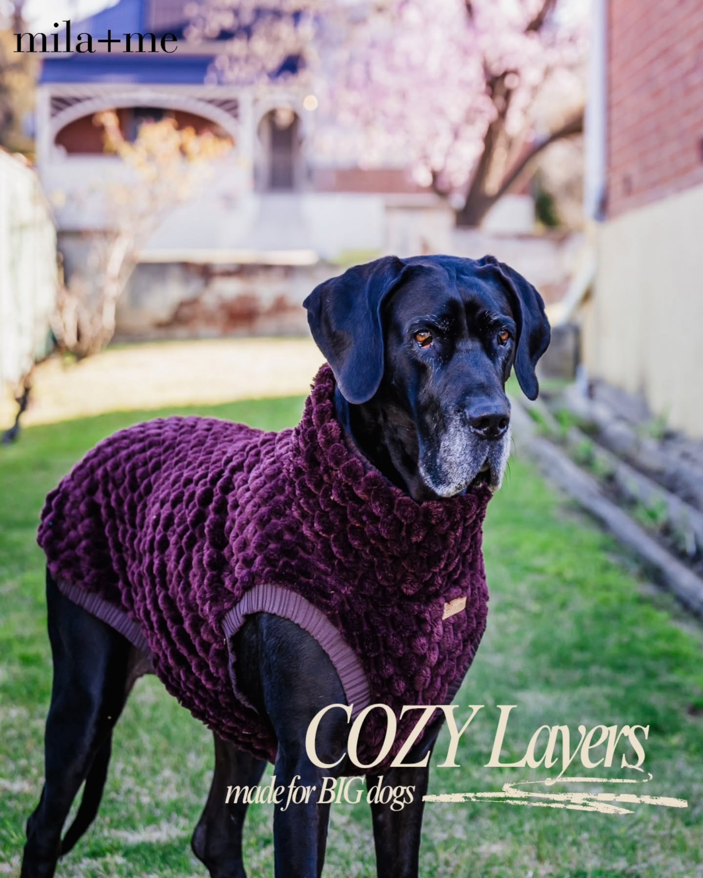 For chilly mornings &amp; dogs who take their comfort seriously 🤎
Our PLUSH Turtleneck is ridiculously soft, beautifully cosy and designed with the big dogs in mind &mdash; without compromising on comfort or movement.

PLUSH Turtleneck &bull; Espres