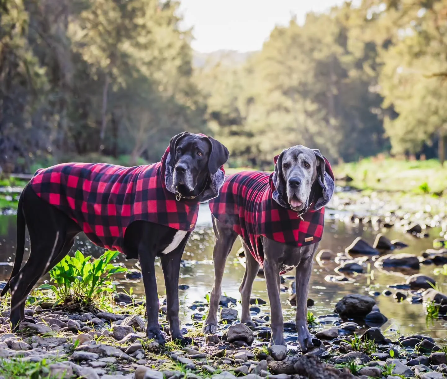 For dogs who&rsquo;d rather be out exploring. 🏞 🐾

Warm, comfortable and made to actually fit Great Danes &mdash; because the best coat is the one they can walk, wander, sniff and adventure in. Say 👋 to our FLEECE HOODIE 

🌏 Worldwide shipping
🪩