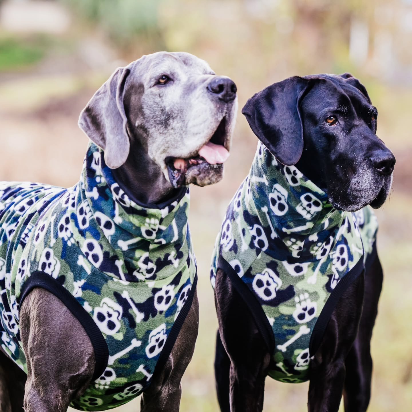 Double trouble, reporting for spooky season duty. 💀🐾
Matching outfits? Obviously 😂

Our BONE PATROL fleece is bringing a little spooky to the everyday adventures 🖤

Available online at www.mila-me.com 

📸 @picture.the.moment 

#greatdanes #spook
