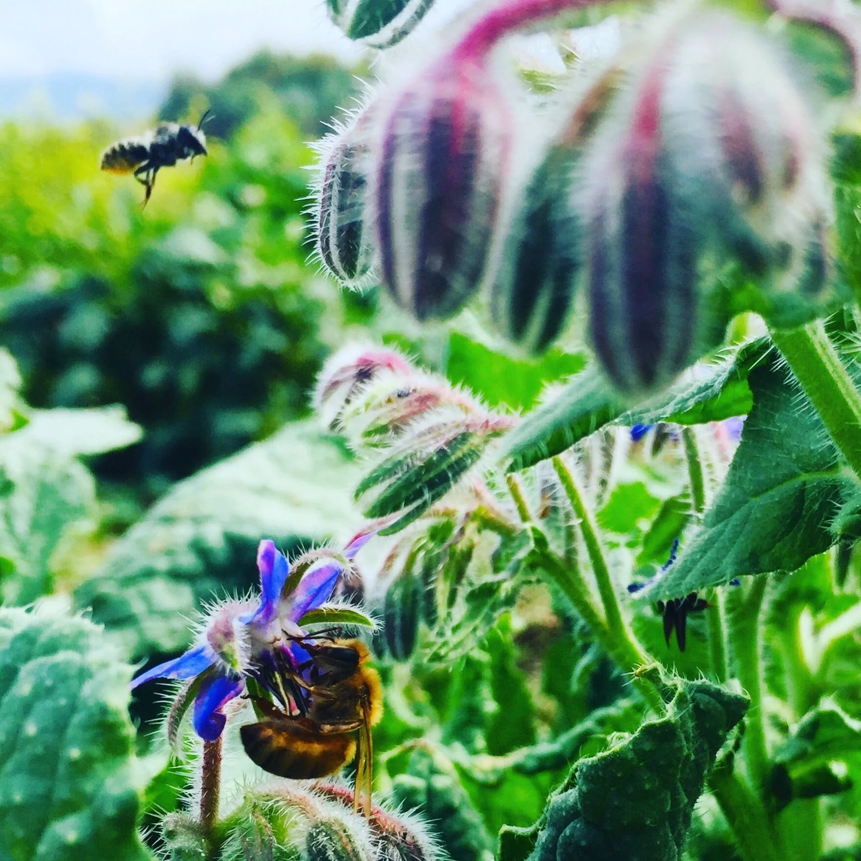 boragebees.lattuga.jpg
