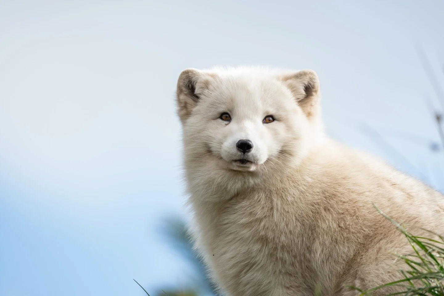 Some pictures from a few weeks ago @wild_ireland_sanctuary with the @sonyalpha A7V and the 200-600mm 🐻📸 #wildireland #sony #sonya7v
