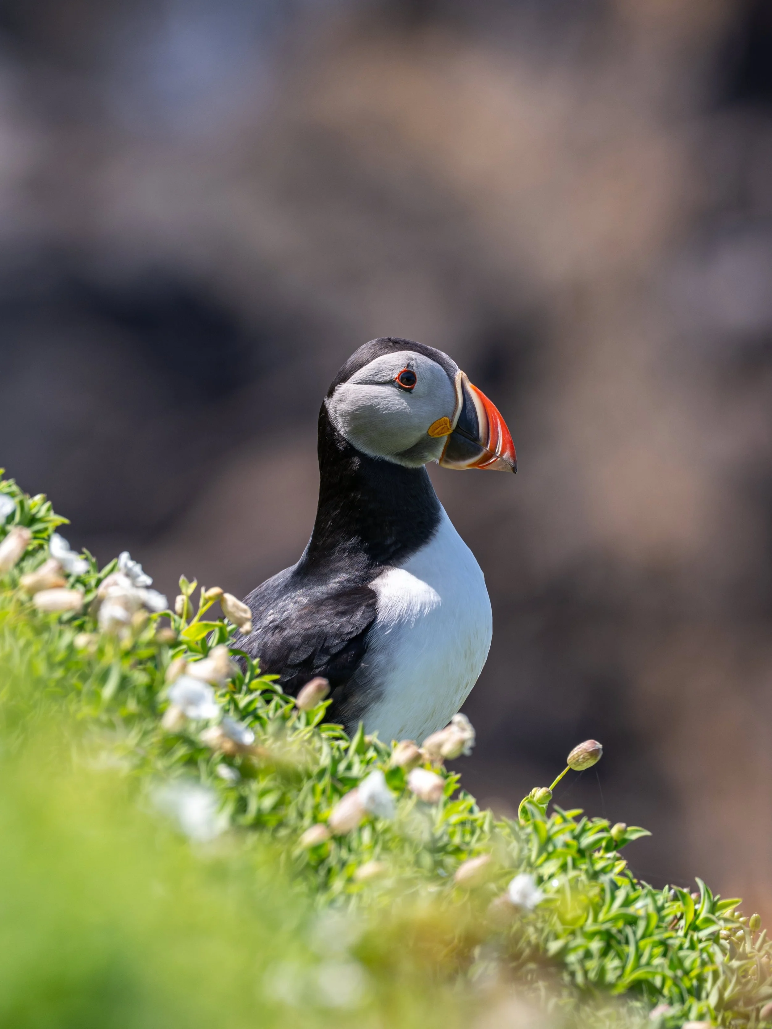 A dream and a bucket list item ticked off ✅ 

Amazing trip with @the.emerald.explorerr on the @salteeferry to go see the Puffins!

Shot on the @sonyalpha A7V and the Sony 200-600mm 📸

#puffins #salteeislands #ireland #sonya7v