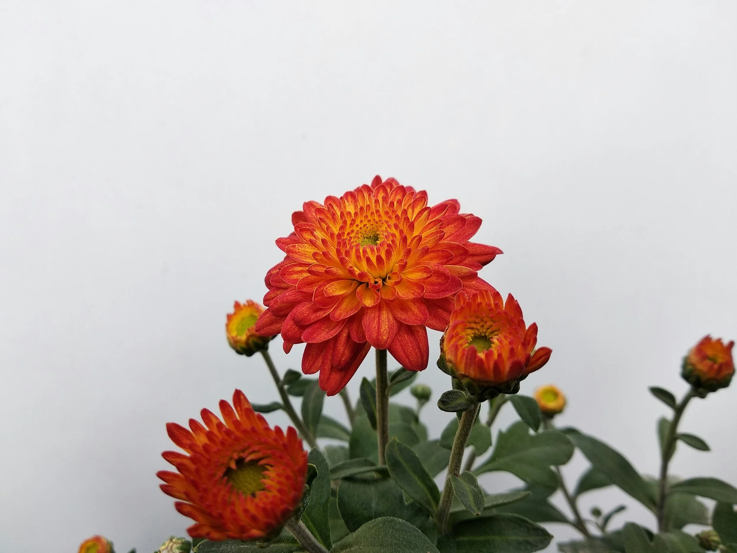 Chrysanthemum Crawl: An Artful Saturday