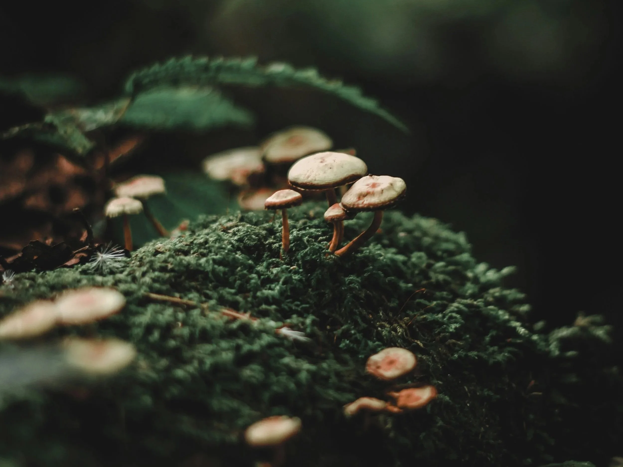 Consult Circle with Shelley Green