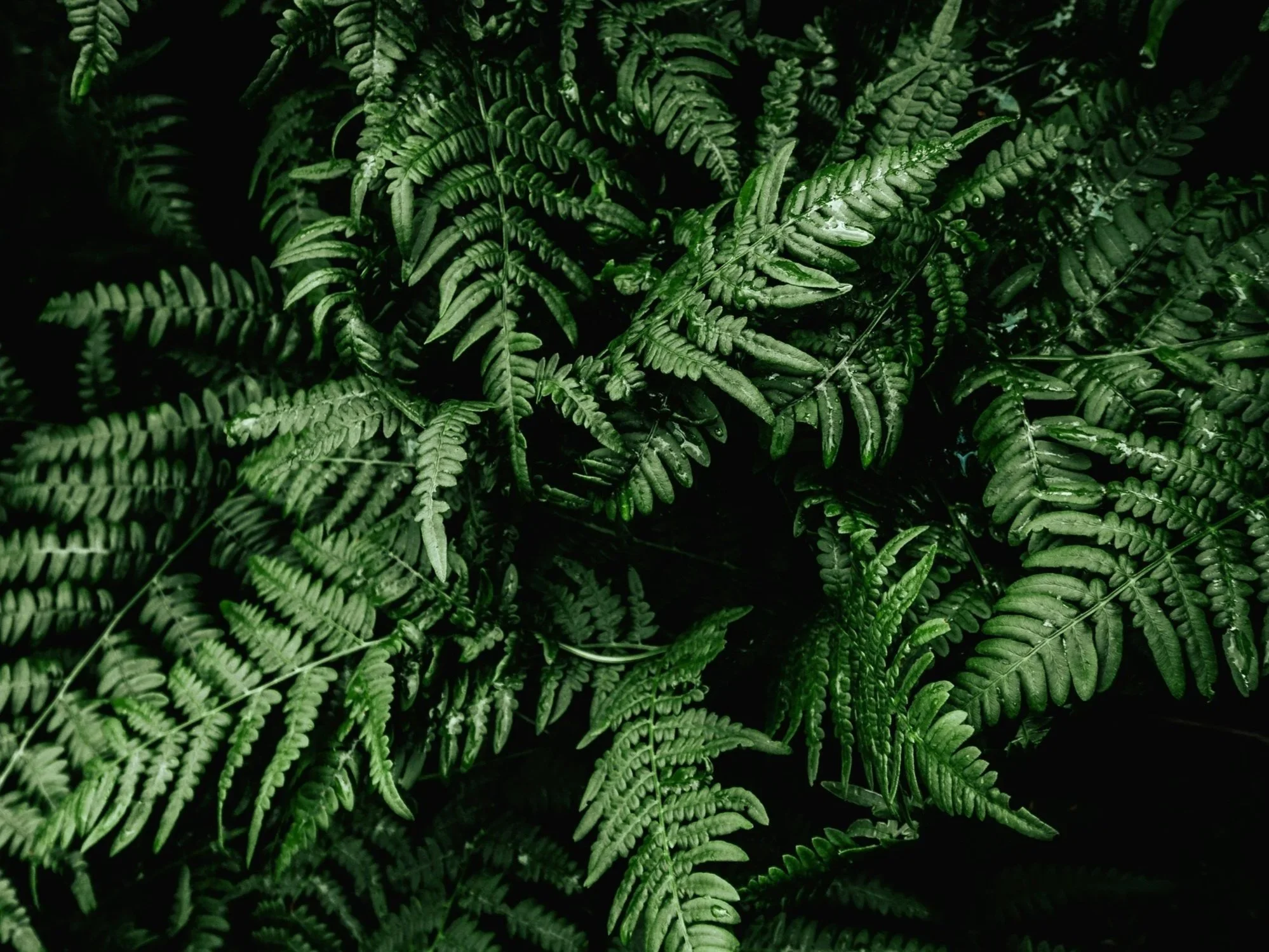 Collective Wisdom: Artificial Intimacy — AI, Technology, and the Future of Relating