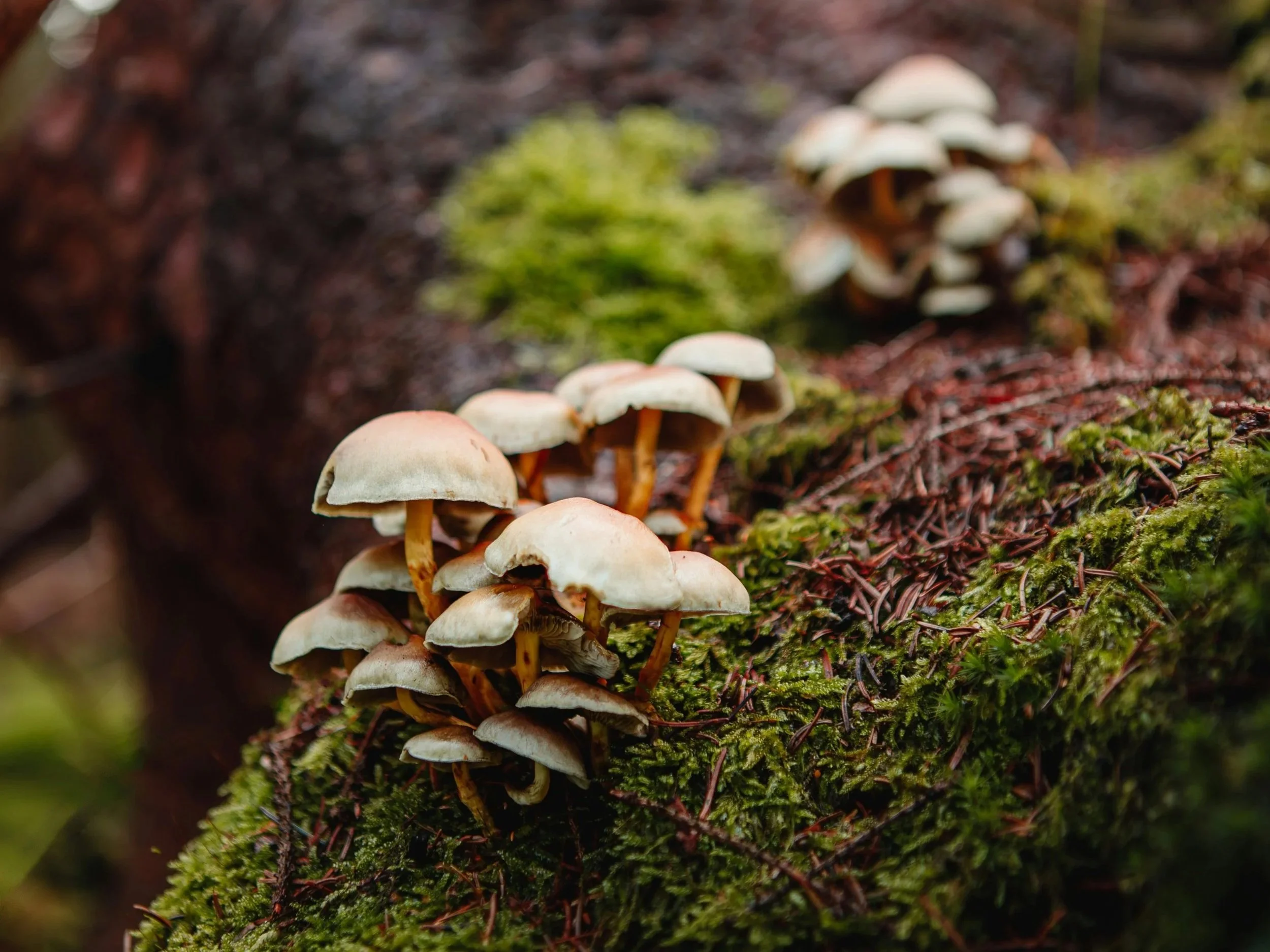 Supervision Circle: Solomon Chan