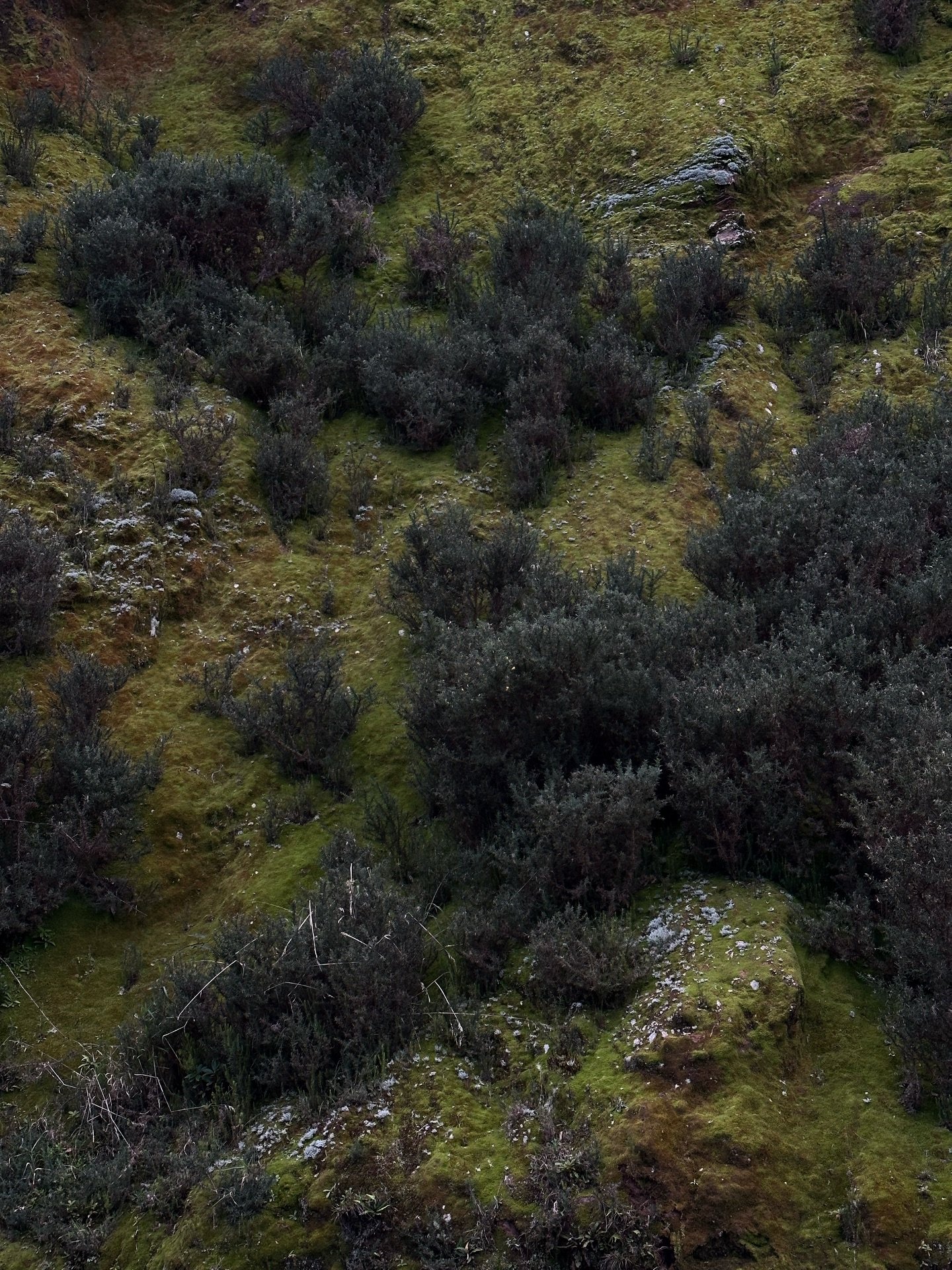Moss has its own geography. When we look closely, stones can become mountains ~ I&rsquo;ve been studying these surfaces lately, letting them teach me how to see.